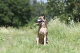 MALINOIS 773